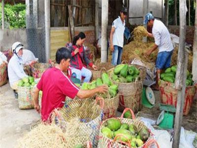 Đất cù lao sung túc nhờ mãng cầu xiêm, thu 20-30 triệu/công