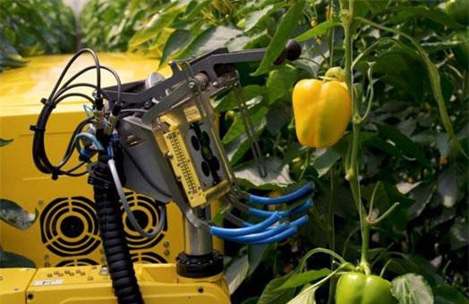 Robot biết nhận diện quả chín và hái ớt