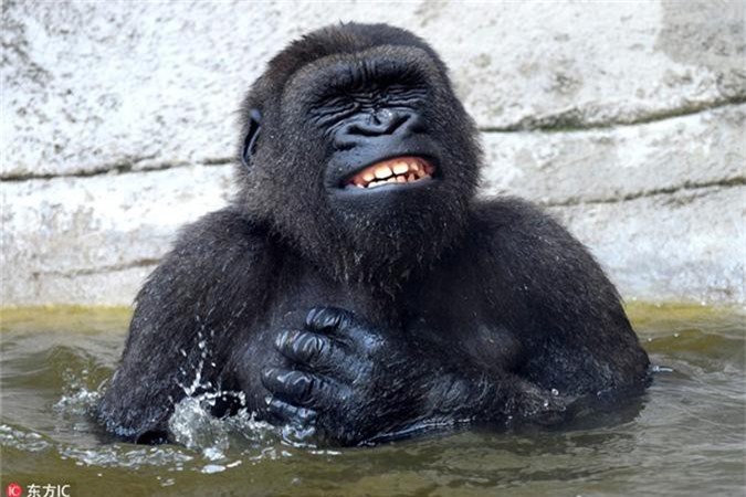 Khi động vật ưa sạch sẽ và cảnh tượng khó tin