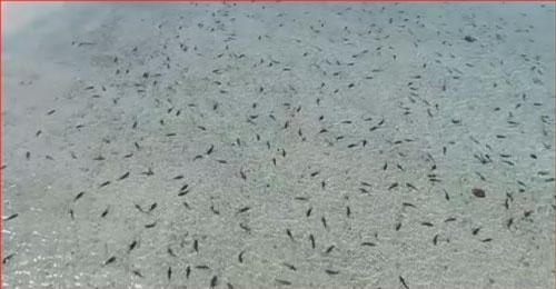 CLIP: "Choáng" hàng trăm con cá mập vây kín vùng biển ở Australia