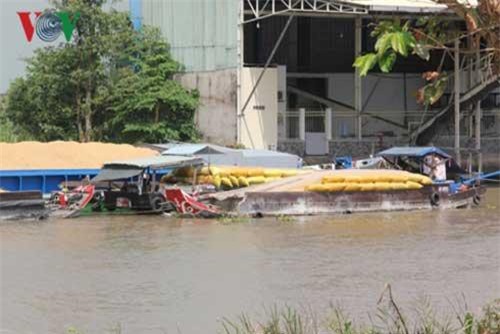 Dự báo Việt Nam xuất khẩu 6 triệu tấn gạo năm 2019