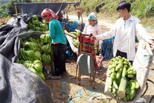 Trồng chuối cấy mô, nông dân Lào Cai thu hơn 113 tỷ đồng