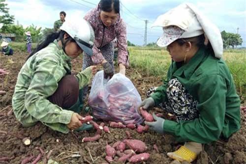 Khoai lang Nhật ở Gia Lai “bí” đầu ra, nguy cơ bỏ thối hơn 600 ha