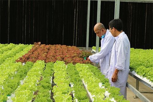 Ngỡ ngàng với vườn rau siêu sạch giữa lòng Sài Gòn chuẩn Global GAP