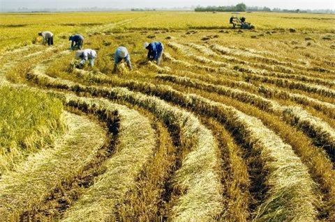 Đồng bằng sông Cửu Long: Lúa gạo rớt giá, nông dân lao đao