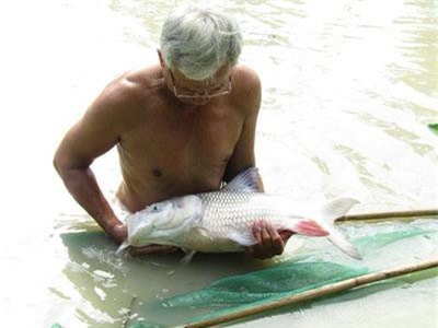 Đưa loài cá đặc sản suýt tuyệt chủng lên Tây Nguyên nuôi lồng bè