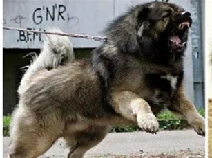 CLIP: Cận cảnh chó chăn cừu khổng lồ