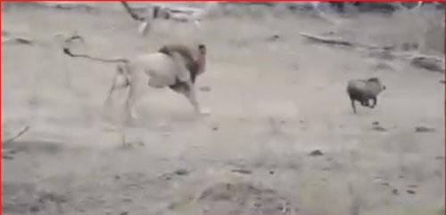 CLIP: Lợn rừng được chính kẻ săn mồi giải cứu