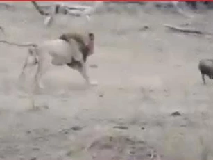 CLIP: Lợn rừng được chính kẻ săn mồi giải cứu