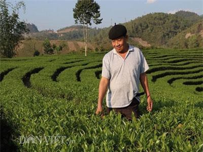 Trồng cây đặc sản chỉ vặt búp non bán, dân Mường É giàu