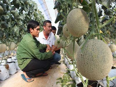 Đắk Lắk: Trai trẻ trồng dưa lưới, trái bự quá trời, cứ 80 ngày lời 45 triệu