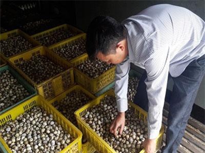 Vĩnh Phúc: Nuôi chim cút, 'đút túi' cả tỷ đồng