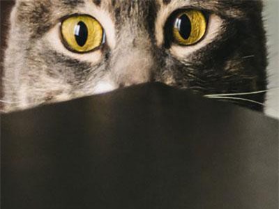 Mèo có khả năng phản ánh một phần tính cách của chủ