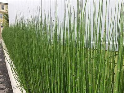 Sự thực kỳ thú về cây mộc tặc hình dáng lạ của Việt Nam