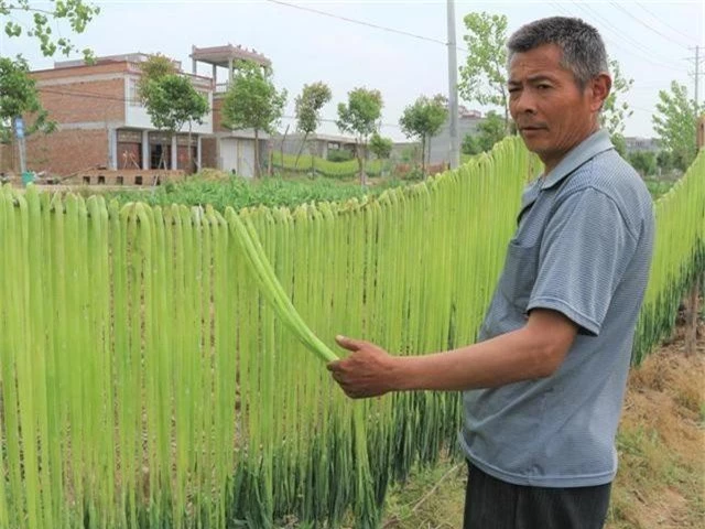 loai rau tung la cong pham cho vua chua nhung bay gio chi de cho lon an hinh anh 1