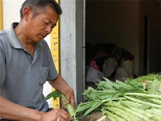 loai rau tung la cong pham cho vua chua nhung bay gio chi de cho lon an hinh anh 2