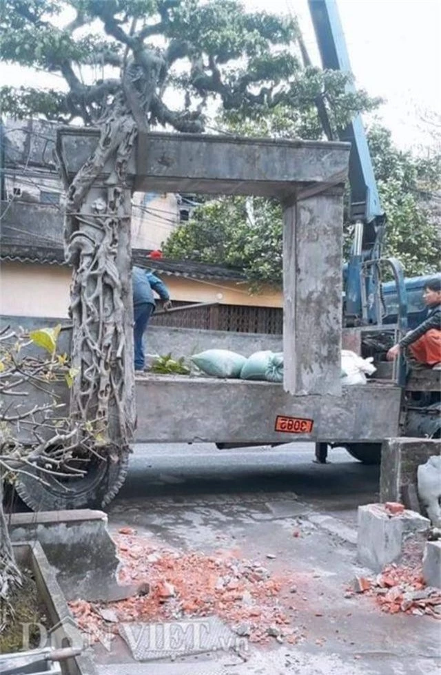 Xôn xao Nam Định: Cây sanh cổ bán kèm cổng nhà giá 6.000 USD? - 3