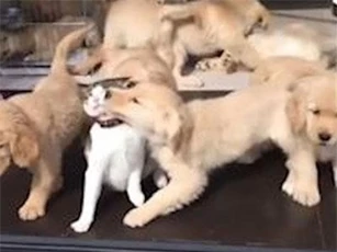 CLIP: Chú mèo 'kiên nhẫn' để cho đàn chó vui đùa quanh mình