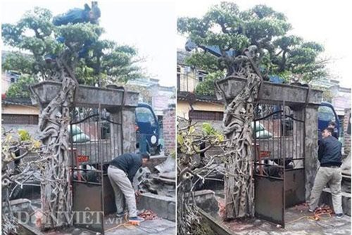 Xôn xao Nam Định: Cây sanh cổ bán kèm cổng nhà giá 6.000 USD?