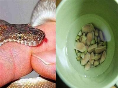 Hạt chanh có thể cứu sống người bị rắn cắn chỉ trong vòng 1 phút