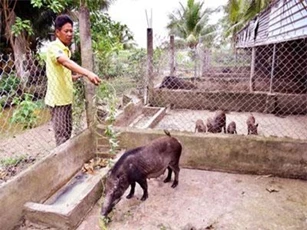 Kiên Giang: Nuôi heo rừng cho ăn rau lang, thu lời 200 triệu/năm