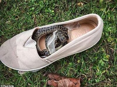 Mở vali, du khách kinh hoàng phát hiện rắn lột xác