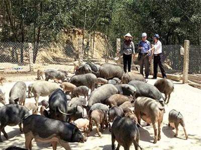 Quảng Nam: Nuôi heo mọi, bán dễ như ăn kẹo, thu 300 triệu đồng