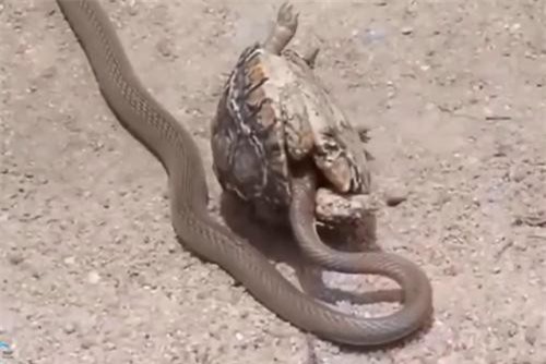 Clip: 'Tưởng bở' tấn công rùa, rắn suýt phải trả giá bằng cả tính mạng