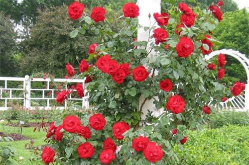 CLIP: Kỹ thuật trồng hoa hồng cho bông nở quanh năm