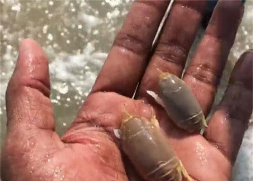 Đặc sản sông Hằng trông ghê rợn bao nhiêu thì ăn lại ngon bấy nhiêu