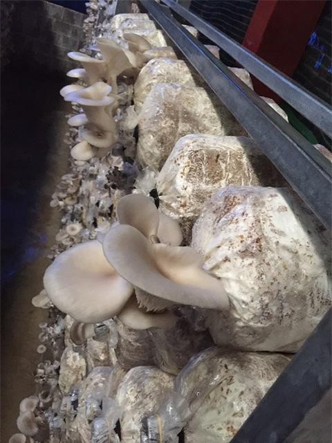 Gái đảm trồng nấm mọc tua tủa, mỗi tháng kiếm 10 triệu đồng