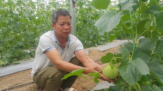 Thanh Hóa: Trồng dưa trong nhà kính, mỗi vụ lãi 50 triệu đồng