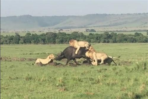 CLIP: Đàn sư tử hợp sức triệt hạ trâu rừng