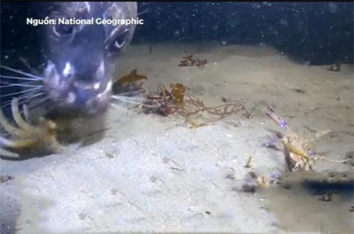 CLIP: Mải chơi trò đuổi bắt với cua, bạch tuộc nhận cái kết 'đắng'