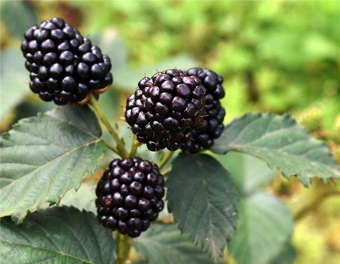 Cây ra quả quý dưới chân núi Langbiang, bán 900.000 đồng/ký