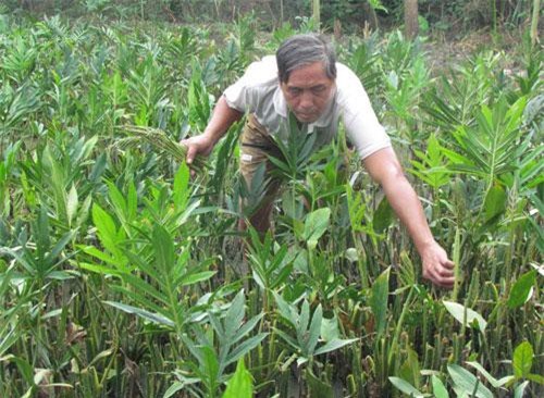 Trồng rau dại như cấy lúa, bán cả củ lẫn ngọn