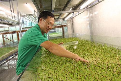 Đồng Nai: Đất ít, trồng rau ở phố, bỏ tiền tỷ mong thu tiền tỷ