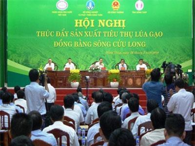 Vì sao gió hiu hiu là DN xuất khẩu gạo, nông dân trồng lúa ngã bệnh?