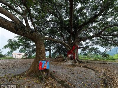 Cây đa 300 tuổi có 6 thân gây choáng váng