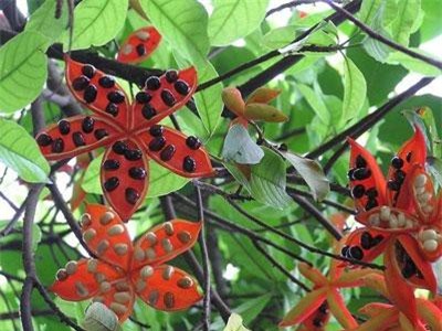 Kinh ngạc loài cây ở Việt Nam có quả như máu, ý giàu sang