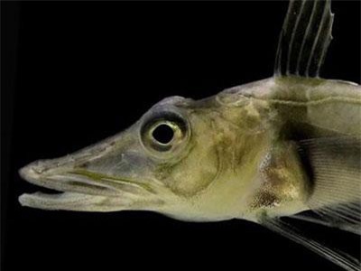 Loài cá kỳ lạ ở Nam Cực khiến các nhà khoa học hoang mang