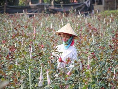 Gái đảm lên núi trồng hoa hồng, lãi hơn 300 triệu đồng mỗi năm