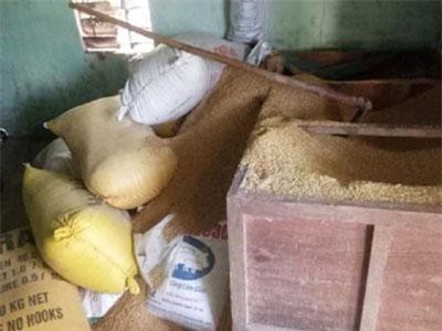 Một hộ dân ở Quảng Nam báo mất 49 cây vàng cất trong đống lúa