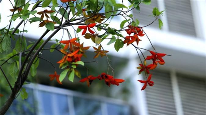 Kinh ngạc loài cây ở VN có quả như máu, ý giàu sang - Hình 6 Kinh ngac loai cay o VN co qua nhu mau, y giau sang-Hinh-6