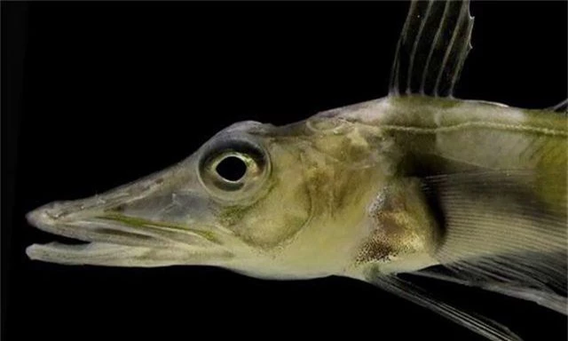 Loài cá kì lạ ở Nam Cực khiến các nhà khoa học hoang mang - 1