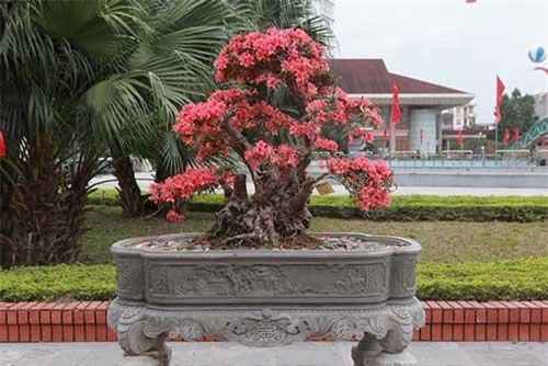 Ngắm nhìn "nữ hoàng quyên" cổ thụ có giá gần tỷ đồng