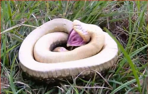 CLIP: 3 bậc thầy giả chết trong thế giới động vật 