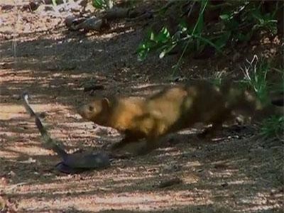 CLIP: Cuộc chiến khốc liệt giữa cầy và rắn