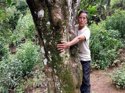 Lên Sín Chải ngắm loài cây 'bất tử'