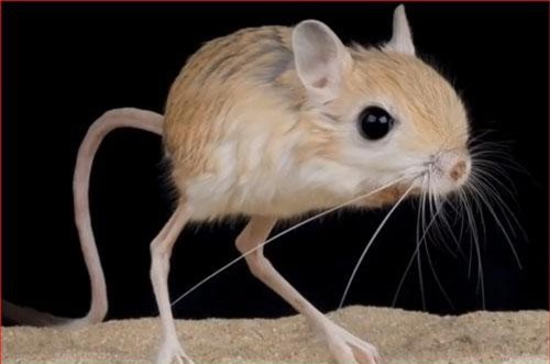 CLIP: 7 loài động vật kỳ lạ nhất thế giới